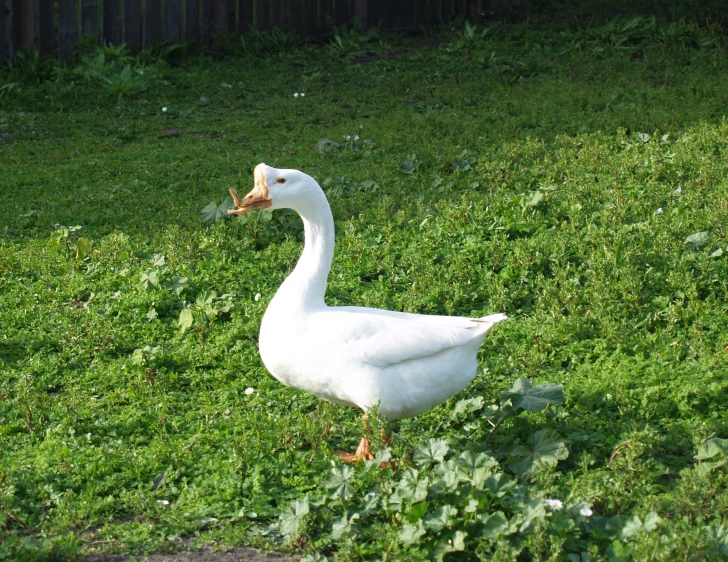 a white goose standing in the grass near some plants