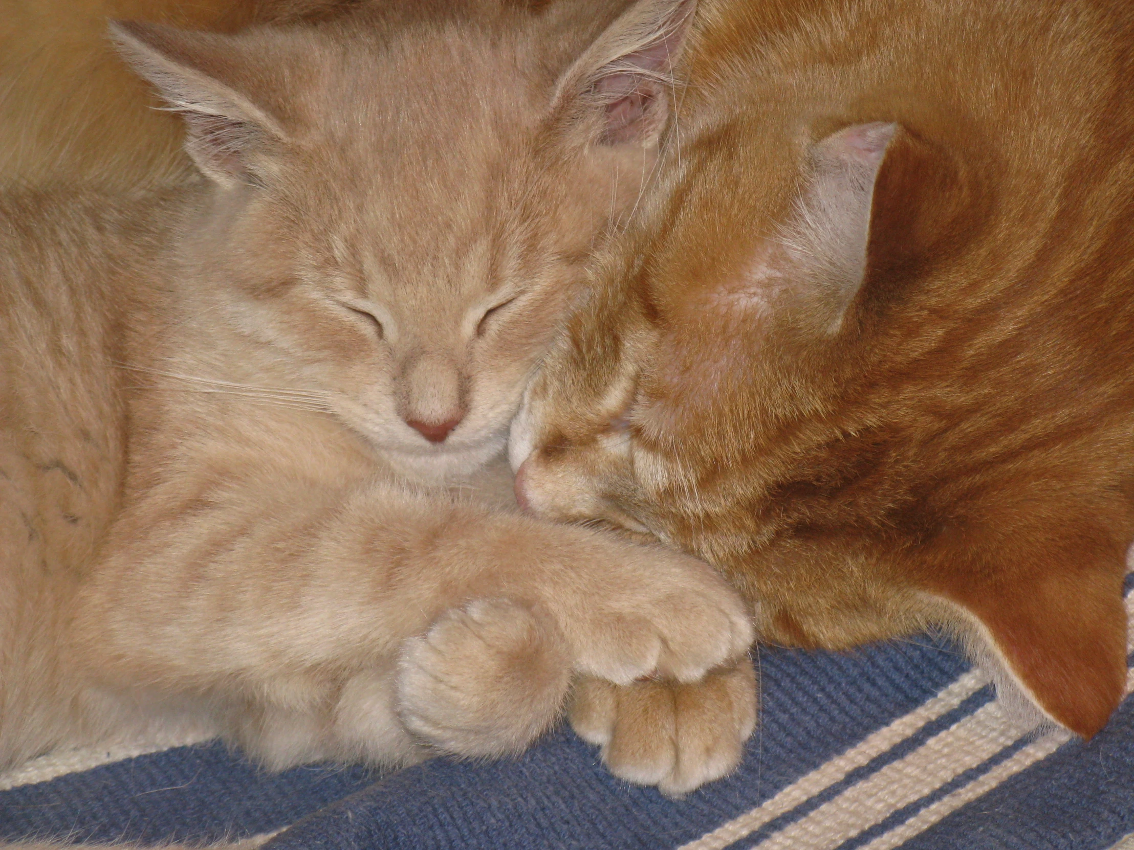 a couple of cats that are laying on a bed