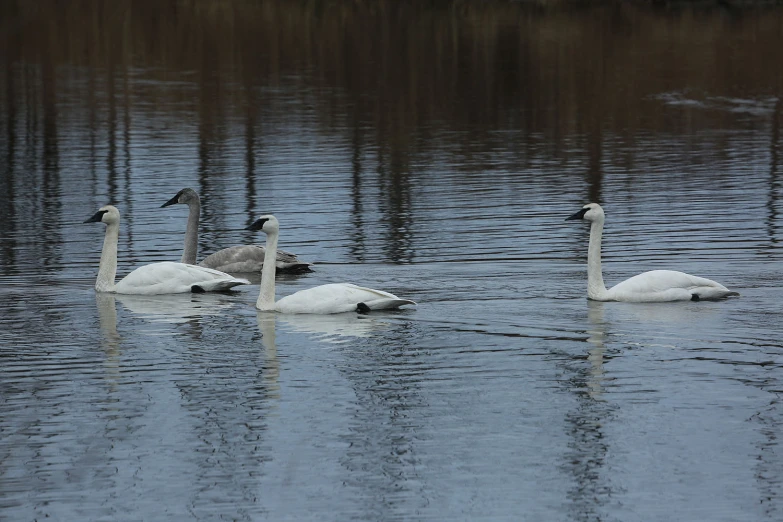 two ducks swim among several swans in the water