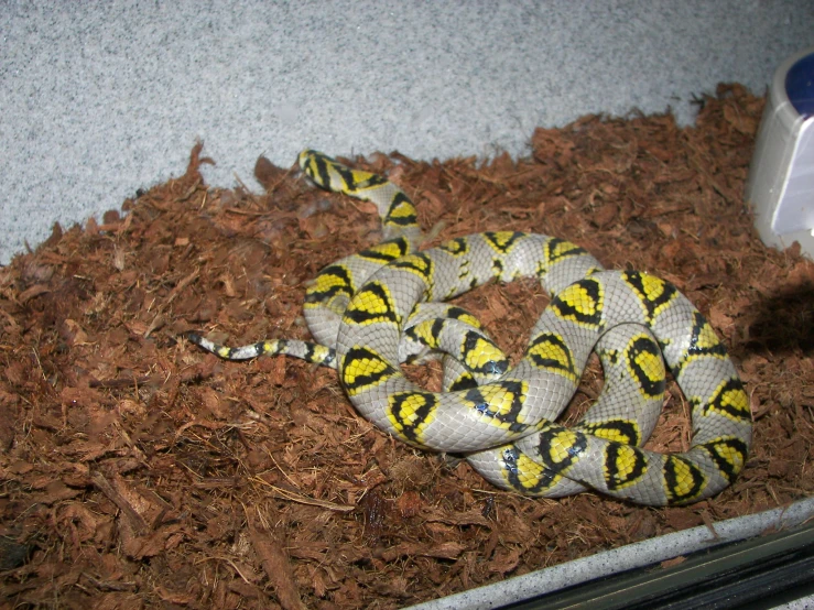 a yellow - and - white snake with black spots on it