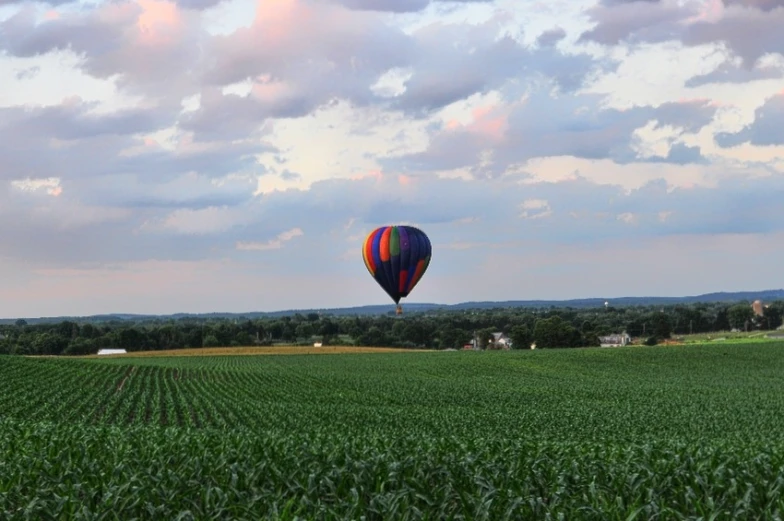 balloon flying over a corn field in the sun