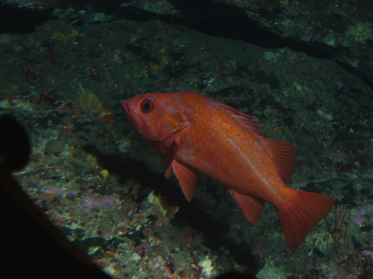 a fish swimming through an aquarium in the water