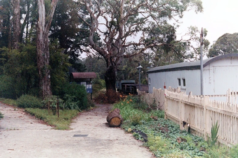 a building with a large tree in it