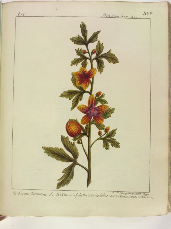 an old drawing of flowers from a book