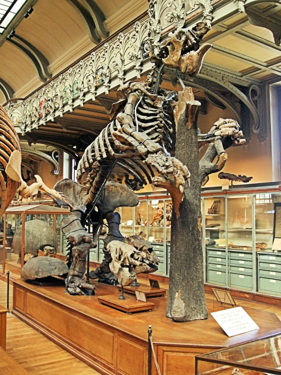 a museum displays a variety of fossil and animal skulls