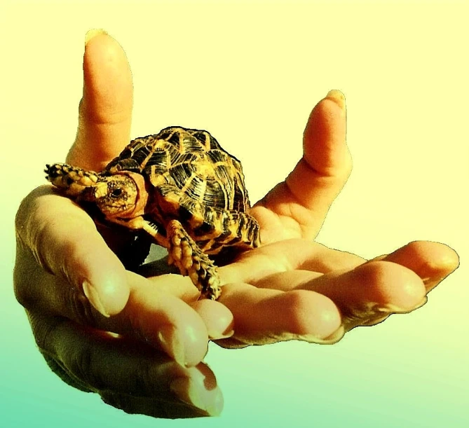 a tiny turtle sits in someones hands