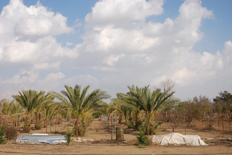 a desert scene with palm trees and several bags