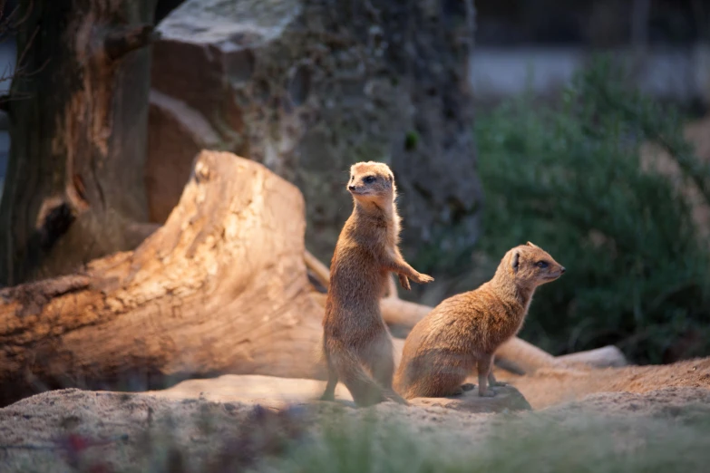 two brown animals on rocks near trees