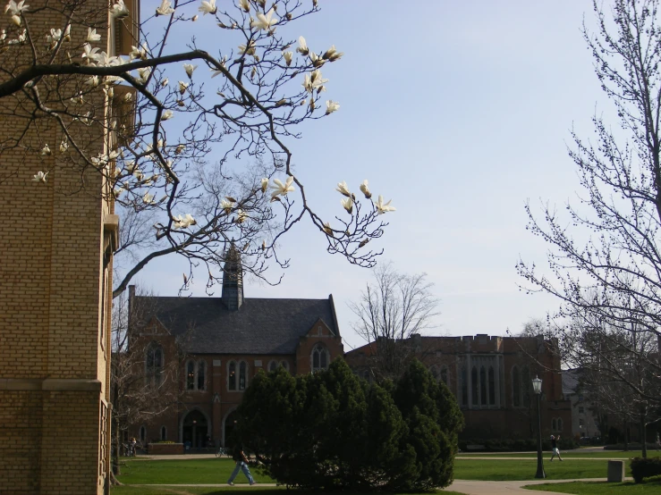 a large building with several white flowers on it