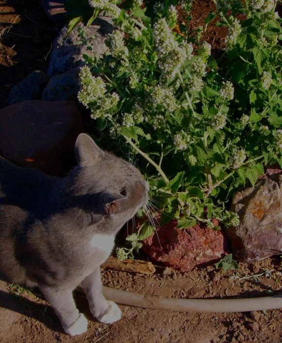 a cat looking at some weeds in the dirt