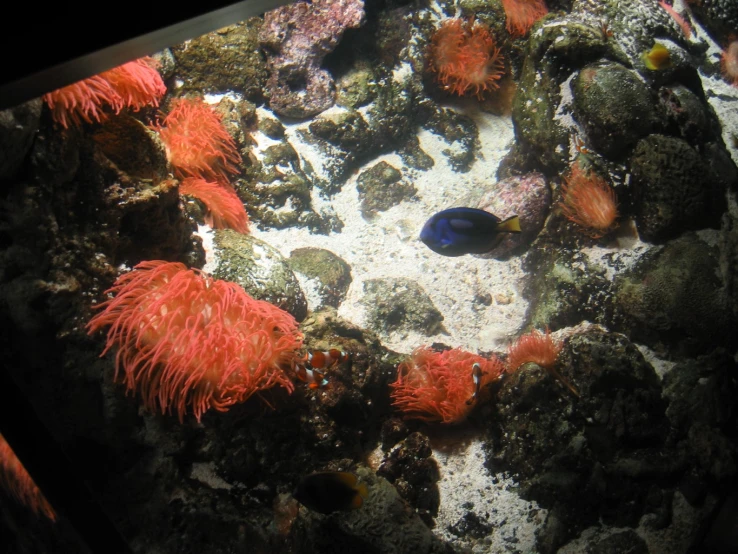 an aquarium filled with colorful corals and algaes