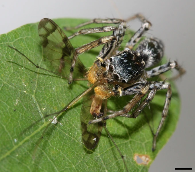 a close - up of a large spider crawling on a green leaf