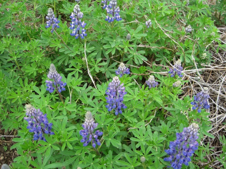 blue flowers are growing by some green grass