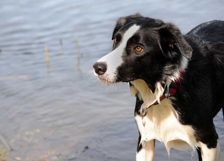 black and white dog with brown eyes looking up