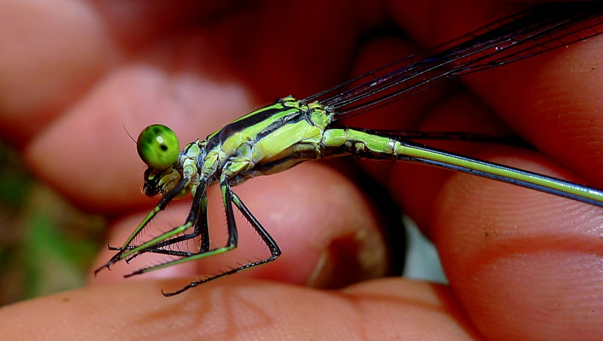 there is a green insect on top of the finger