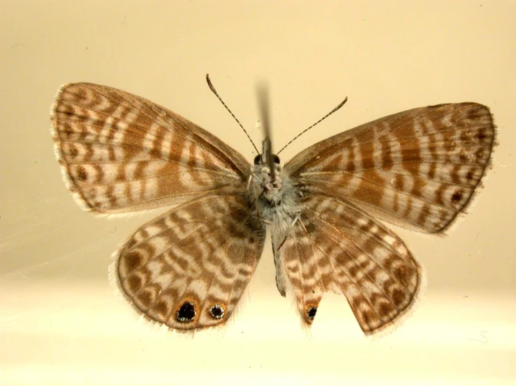 a large erfly sitting on top of a white surface