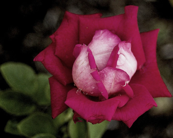 close up image of red rose with white center