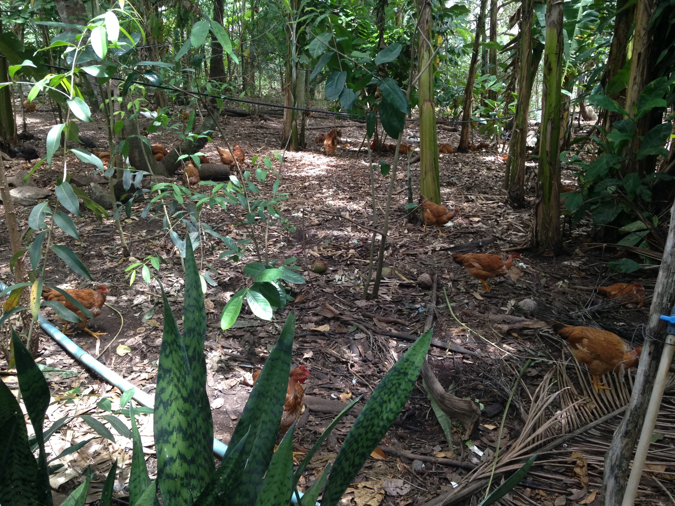 some plants in the middle of a forest with other plants