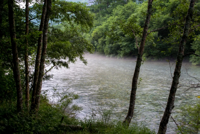 a foggy river sits near the forest