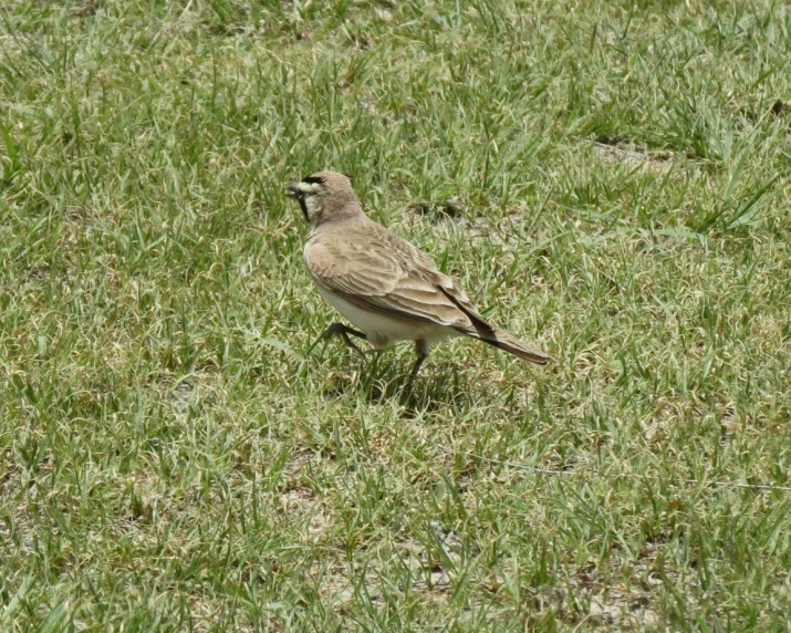 a bird stands alone on the grass in the field