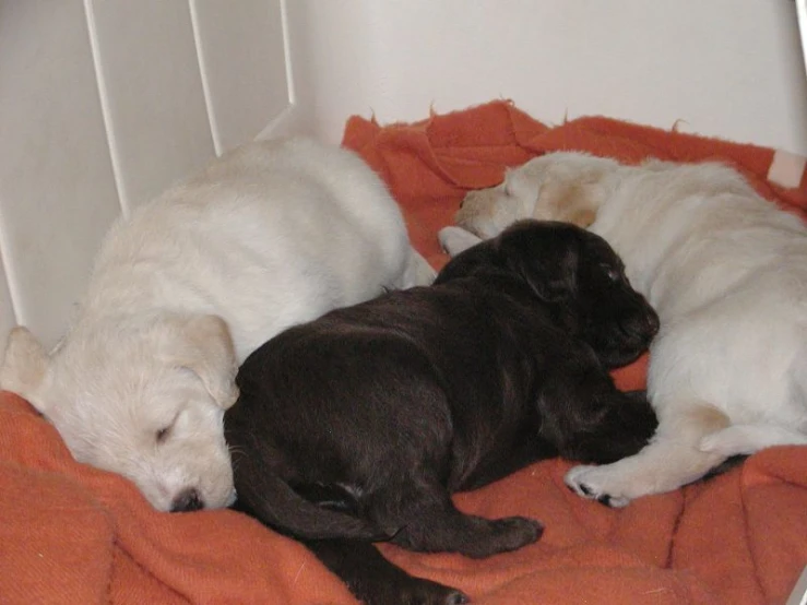three dogs laying on top of an orange blanket together