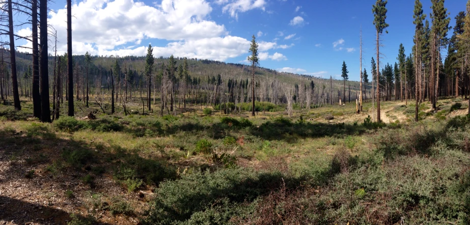 there are many trees and shrubs in the area