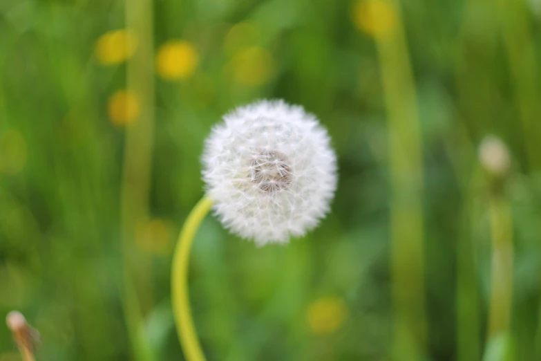 a picture of the seed of a dandelion