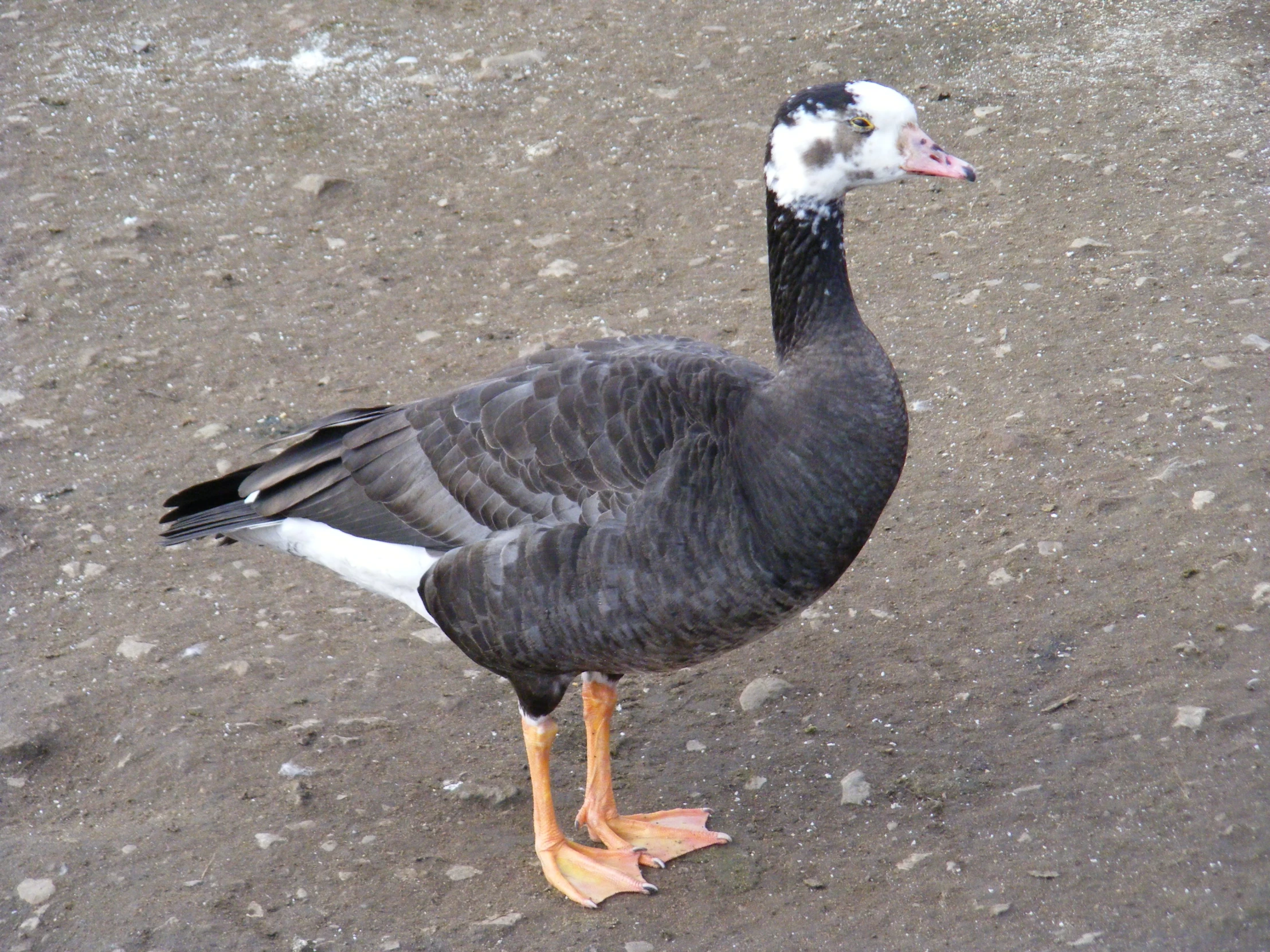 there is a black and white duck on the ground