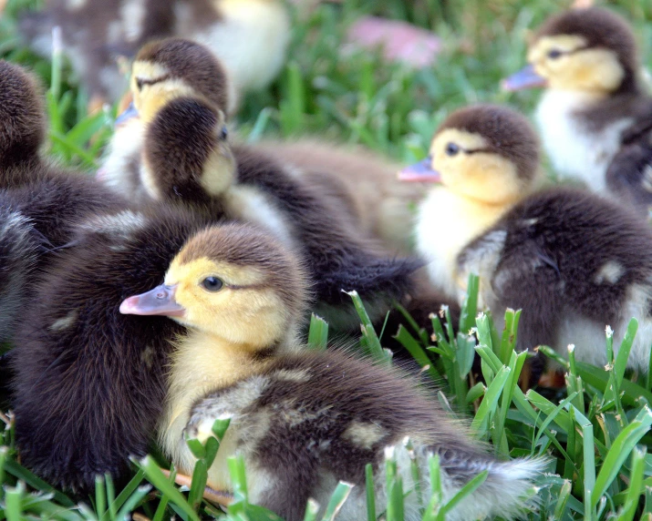 group of ducklings in grassy field with pink beak