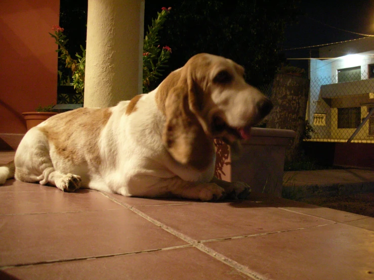 a dog that is sitting on the ground next to a flower pot