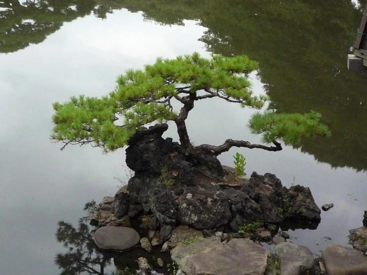 a small tree sitting on top of a rock