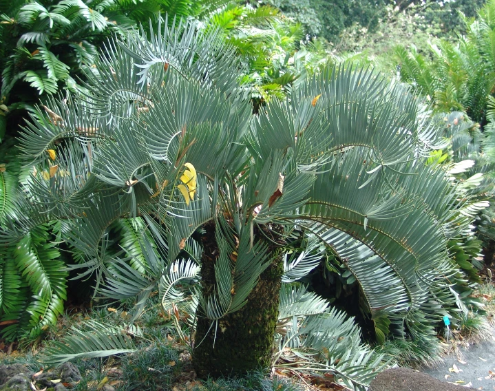 a close up of a tree with leaves in a forest