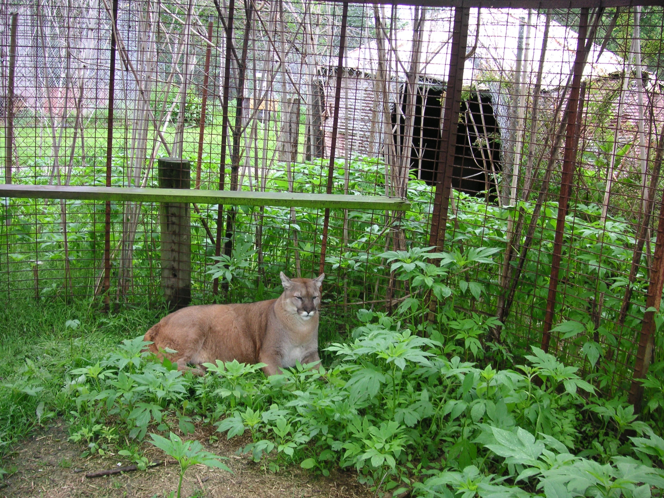 a brown deer sitting on the ground in some grass