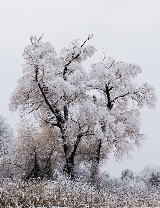 large snowy tree with thick leaves covered in frost