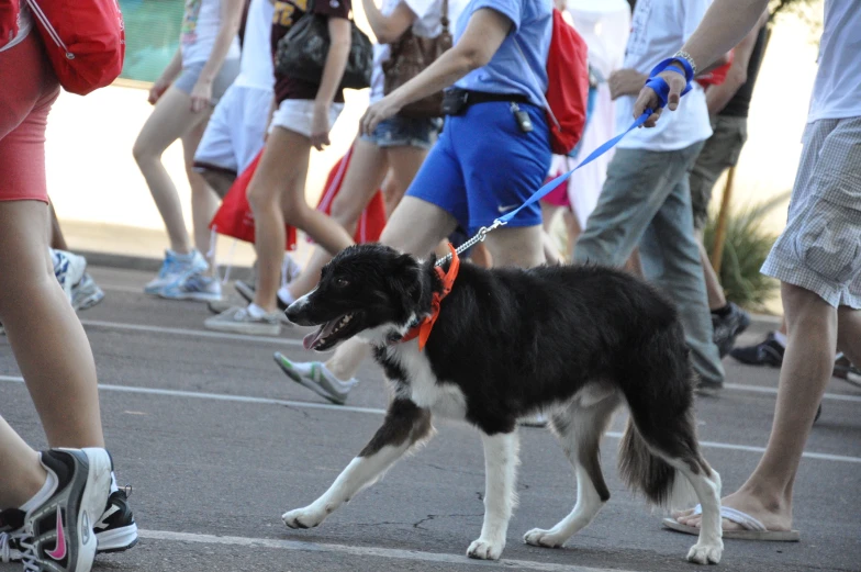people walking and walking a border collie dog