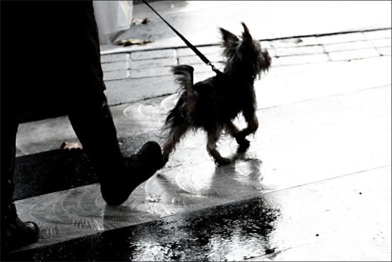 a small dog is standing on the street with his owner