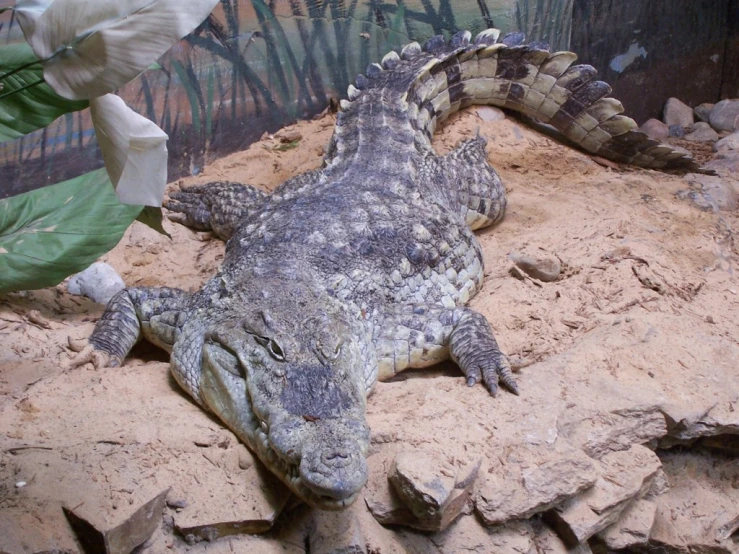 a alligator that has just taken it's own breath