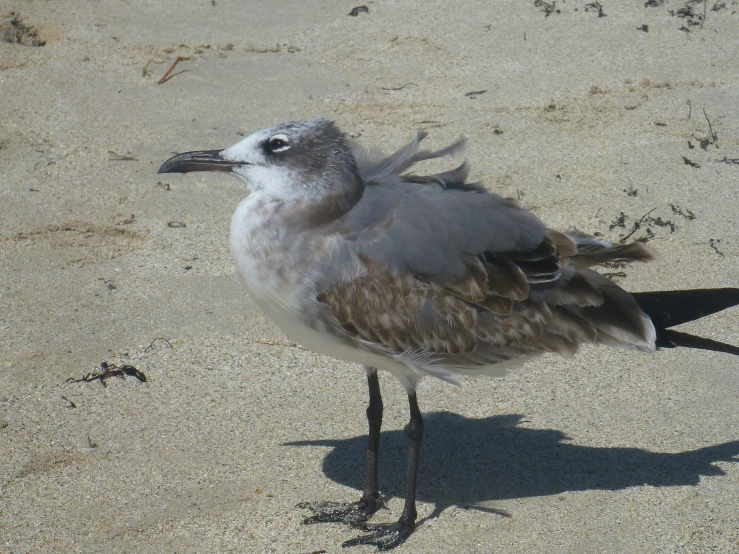 the bird is standing on the sand and is staring at the ground
