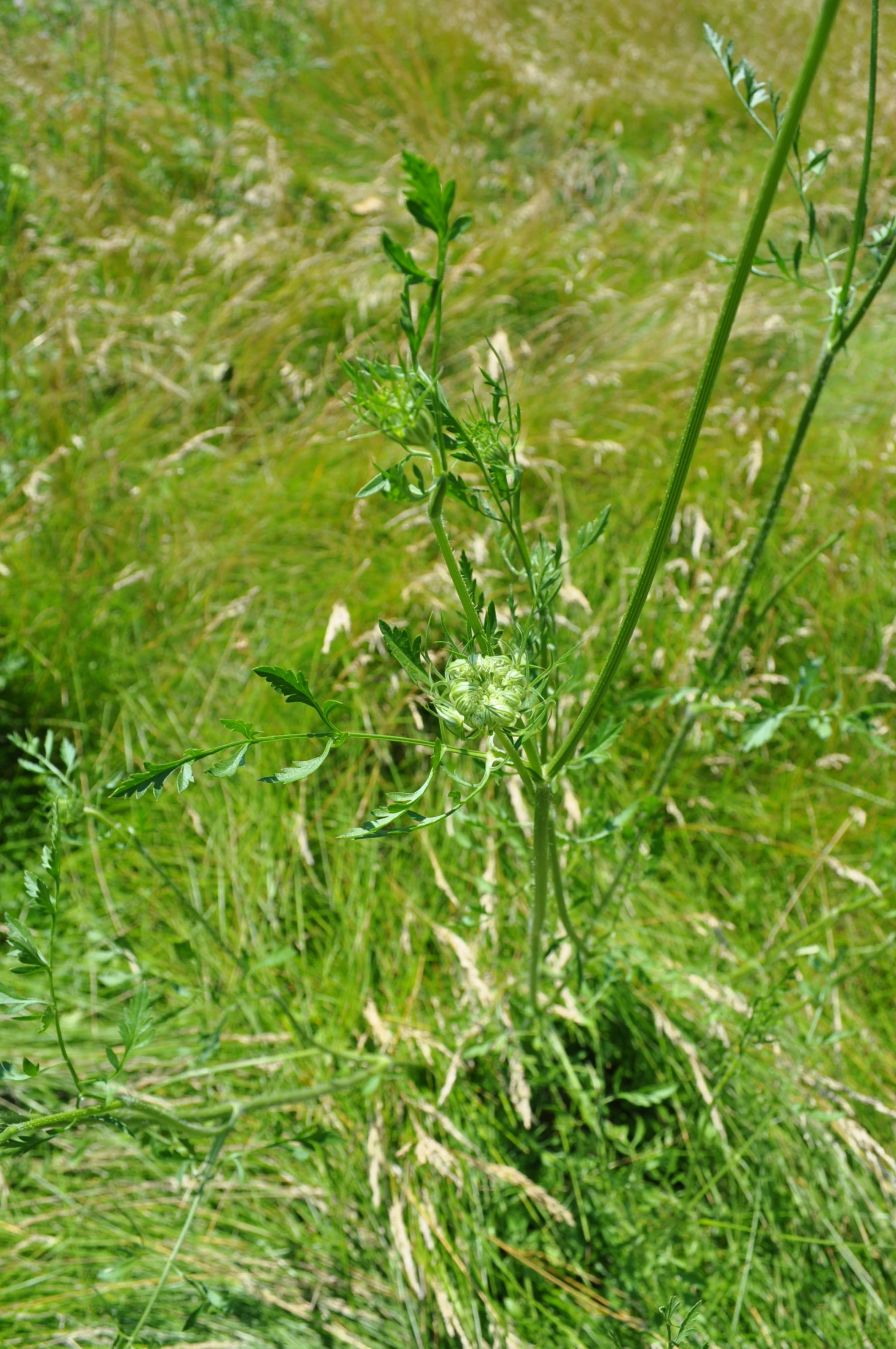 a large green grass field with tall weeds