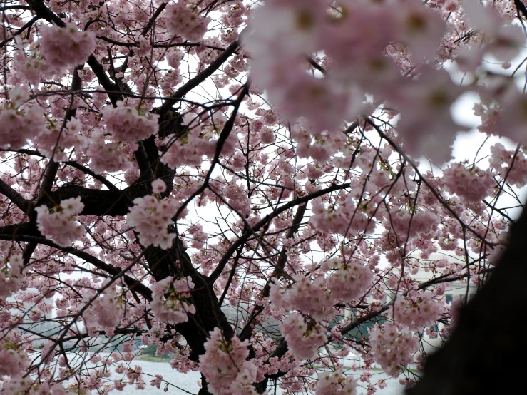 a large tree that has pink flowers on it