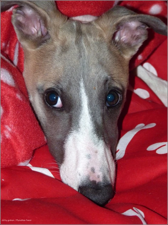 a blue eyed dog lying under a blanket on top of a bed
