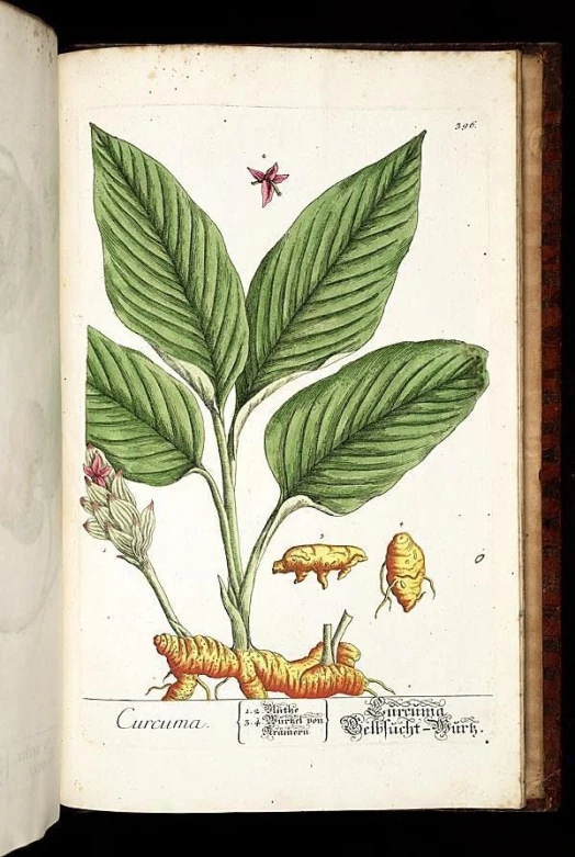 an open book on a black surface showing a drawing of plants and insects