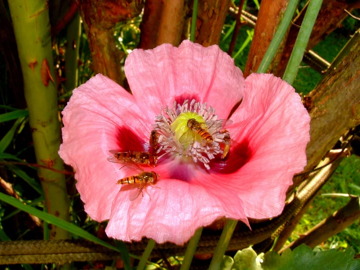 the bee is busy collecting nectars from the flower