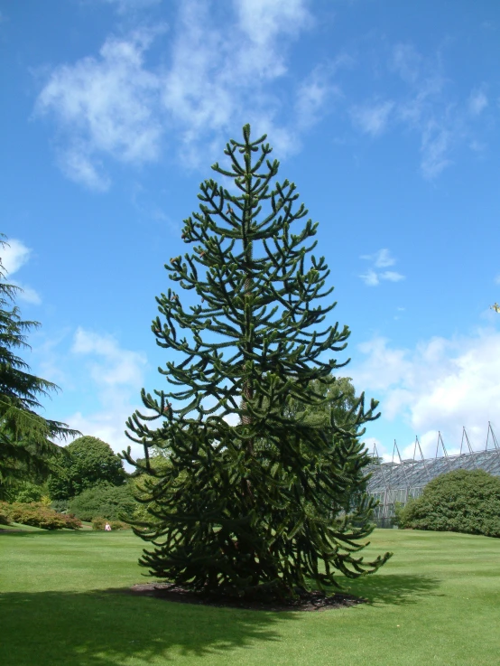 a tree that is standing in the grass