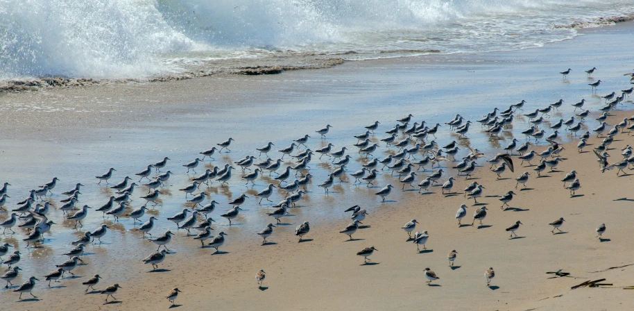 the birds are all flocked together on the beach