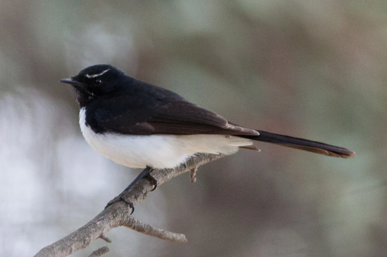 the bird is perched on a bare twig