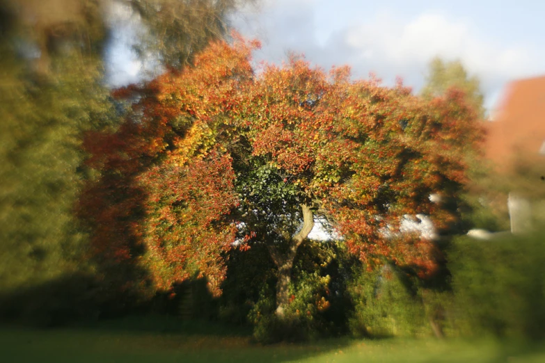 this is a picture of the same tree with leaves