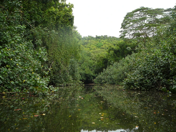 a narrow waterway surrounded by thick greenery with a river running through it