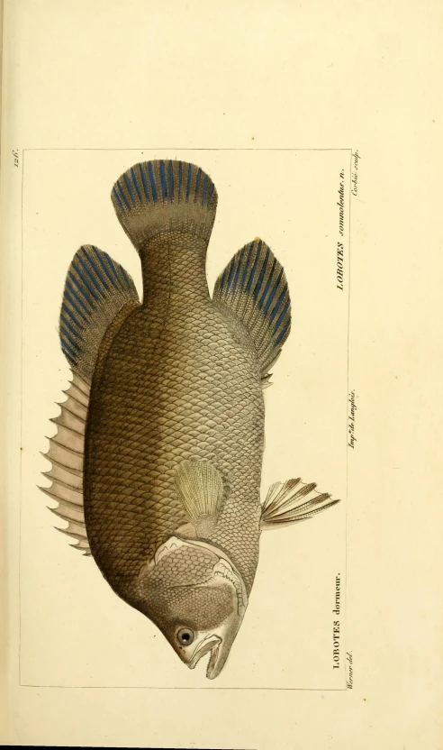 a fish is shown with a drawing of its tail