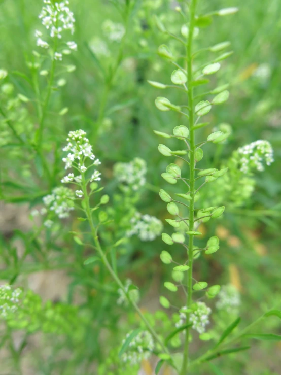 the plant in the field has small white flowers